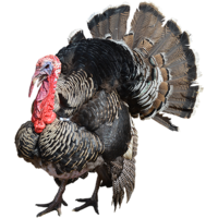 animals & turkey free transparent png image.