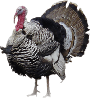 animals & turkey free transparent png image.