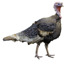 animals & turkey free transparent png image.