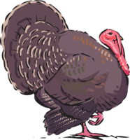 animals & turkey free transparent png image.