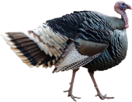 animals & Turkey free transparent png image.