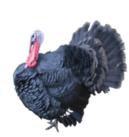 animals & Turkey free transparent png image.