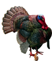 animals & turkey free transparent png image.