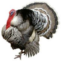 animals & Turkey free transparent png image.