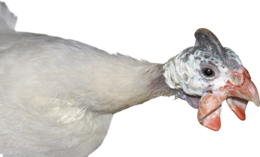 animals & turkey free transparent png image.