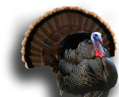 animals & Turkey free transparent png image.