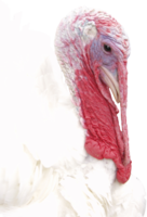 animals & Turkey free transparent png image.