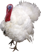 animals & turkey free transparent png image.