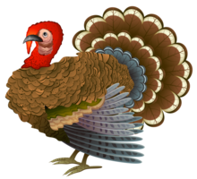 animals & turkey free transparent png image.