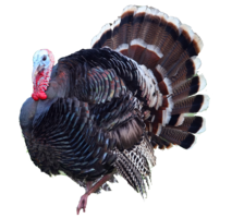 animals & Turkey free transparent png image.