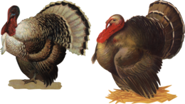 animals & Turkey free transparent png image.