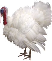 animals & Turkey free transparent png image.