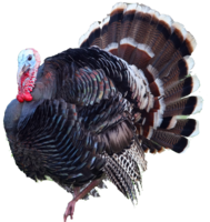 animals & turkey free transparent png image.