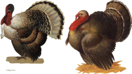 animals & Turkey free transparent png image.