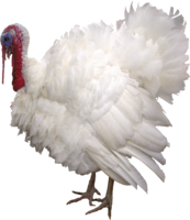 animals & turkey free transparent png image.