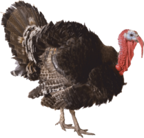 animals & turkey free transparent png image.