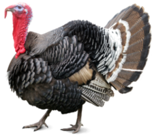 animals & Turkey free transparent png image.