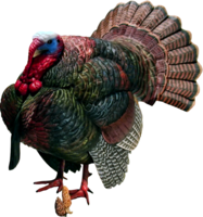 animals & turkey free transparent png image.