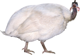 animals & turkey free transparent png image.