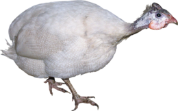 animals & Turkey free transparent png image.