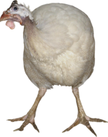 animals & turkey free transparent png image.