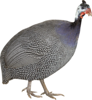 animals & turkey free transparent png image.