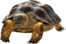 animals & turtle free transparent png image.