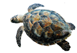 animals & Turtle free transparent png image.