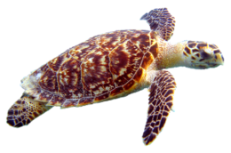 animals & Turtle free transparent png image.