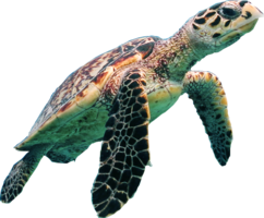 animals & Turtle free transparent png image.