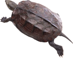 animals & Turtle free transparent png image.