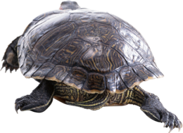 animals & turtle free transparent png image.