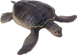 animals & Turtle free transparent png image.