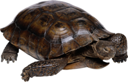 animals & turtle free transparent png image.