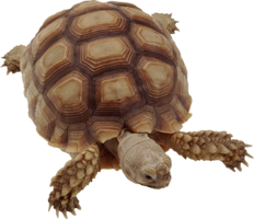 animals & turtle free transparent png image.