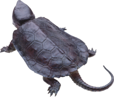 animals & Turtle free transparent png image.