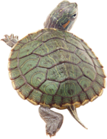 animals & Turtle free transparent png image.