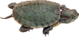 animals & Turtle free transparent png image.