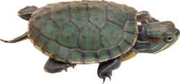 animals & turtle free transparent png image.