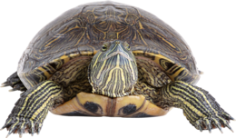 animals & turtle free transparent png image.