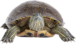 animals & Turtle free transparent png image.