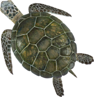 animals & turtle free transparent png image.