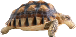 animals & turtle free transparent png image.