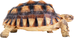 animals & Turtle free transparent png image.