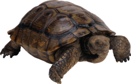 animals & turtle free transparent png image.