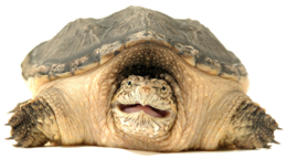 animals & turtle free transparent png image.