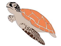 animals & Turtle free transparent png image.