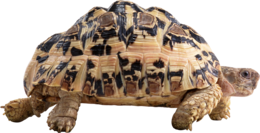 animals & turtle free transparent png image.