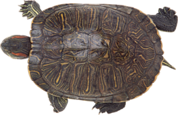 animals & Turtle free transparent png image.