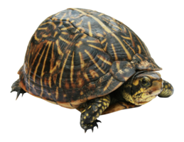 Turtle&animals png image